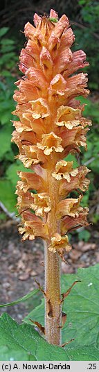 Orobanche flava (zaraza żółta)