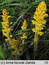 Orobanche flava (zaraza żółta)