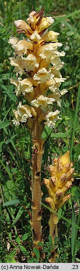 Orobanche lutea (zaraza czerwonawa)
