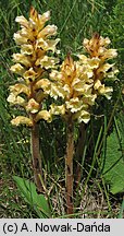 Orobanche lutea (zaraza czerwonawa)