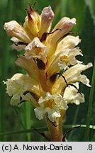 Orobanche lutea (zaraza czerwonawa)