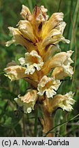 Orobanche lutea (zaraza czerwonawa)