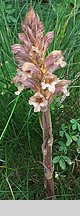 Orobanche lutea (zaraza czerwonawa)