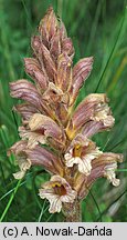 Orobanche lutea (zaraza czerwonawa)