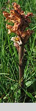 Orobanche lutea (zaraza czerwonawa)