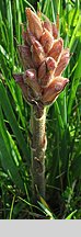 Orobanche lutea (zaraza czerwonawa)