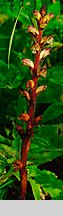 Orobanche pallidiflora (zaraza bladokwiatowa)