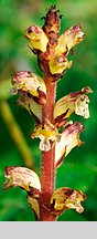 Orobanche pallidiflora (zaraza bladokwiatowa)