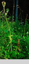 Orobanche pallidiflora (zaraza bladokwiatowa)