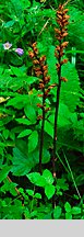 Orobanche pallidiflora (zaraza bladokwiatowa)