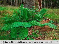 Osmunda regalis (długosz królewski)