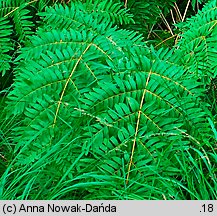 Osmunda regalis (długosz królewski)