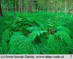 Osmunda regalis (długosz królewski)