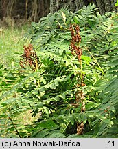 Osmunda regalis (długosz królewski)