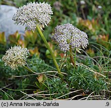 Pachypleurum simplex (nibymarchwica pojedyncza)