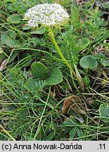 Pachypleurum simplex