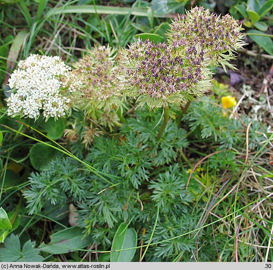 Pachypleurum simplex