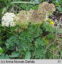 Pachypleurum simplex