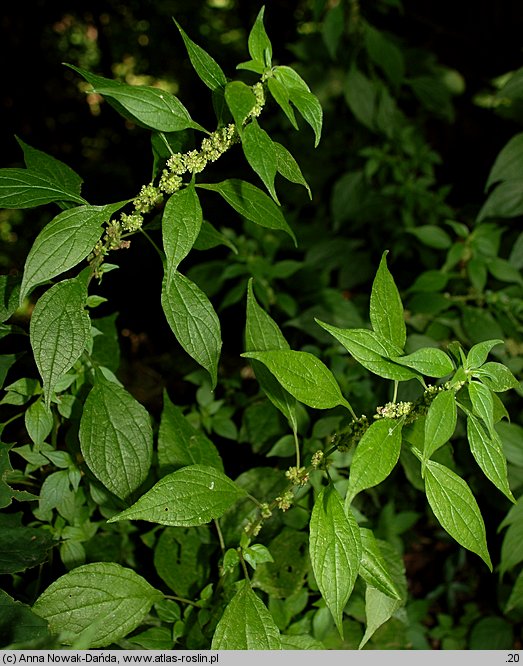 Parietaria officinalis (parietaria lekarska)