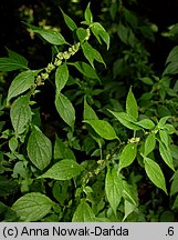 Parietaria officinalis (parietaria lekarska)