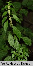 Parietaria officinalis (parietaria lekarska)