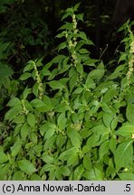 Parietaria officinalis (parietaria lekarska)