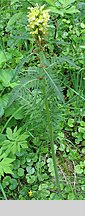 Pedicularis hacquetii (gnidosz Hacqueta)