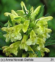 Pedicularis hacquetii (gnidosz Hacqueta)