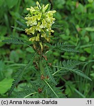 Pedicularis hacquetii (gnidosz Hacqueta)