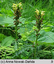 Pedicularis hacquetii (gnidosz Hacqueta)