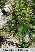 Pedicularis hacquetii (gnidosz Hacqueta)