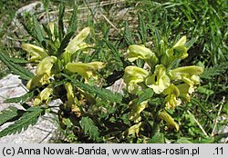 Pedicularis hacquetii (gnidosz Hacqueta)