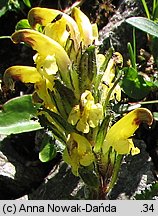 Pedicularis oederi