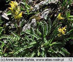 Pedicularis oederi