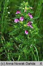 Pedicularis palustris (gnidosz błotny)