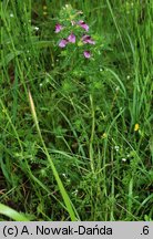 Pedicularis palustris (gnidosz błotny)