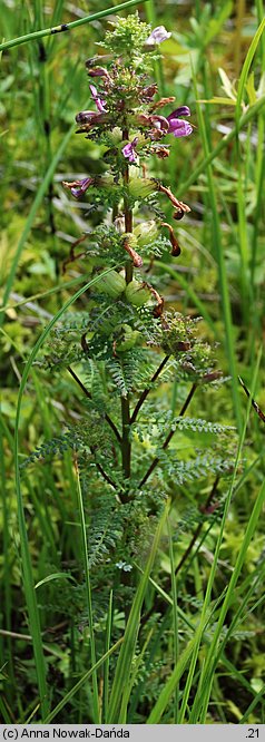 Pedicularis palustris (gnidosz błotny)