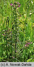 Pedicularis palustris (gnidosz błotny)