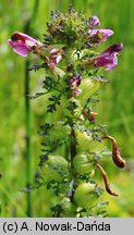 Pedicularis palustris (gnidosz błotny)