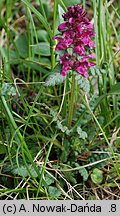 Pedicularis verticillata (gnidosz okółkowy)