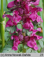 Pedicularis verticillata (gnidosz okółkowy)