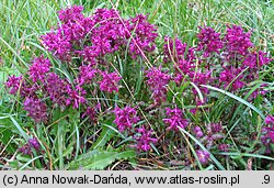 Pedicularis verticillata