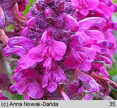 Pedicularis verticillata