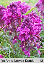 Pedicularis verticillata