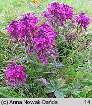 Pedicularis verticillata (gnidosz okółkowy)