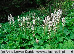 Petasites kablikianus (lepiężnik wyłysiały)