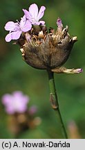 Petrorhagia prolifera (goździcznik wycięty)