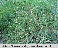 Petrorhagia prolifera (goździcznik wycięty)