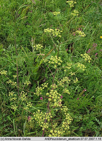 Peucedanum alsaticum