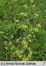 Peucedanum alsaticum